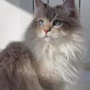 由貴の画像