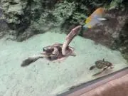 かぁ～の
