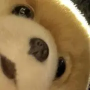 えのきの画像