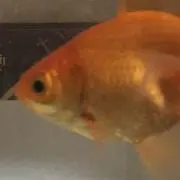 ラブトレ
