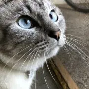 江戸ジョーンズの画像