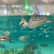 スポポ