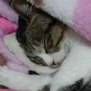 まみの画像