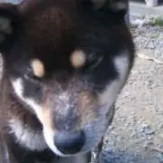 あるひ