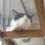 ぽんの画像
