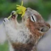 パリカール