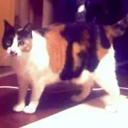 ずー