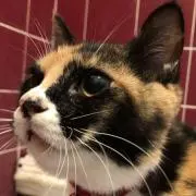 しおの画像