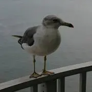 スギウラの画像