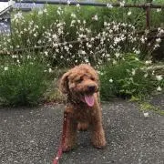 Papuの画像