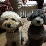 ステラ