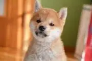 AYA SHOPの画像
