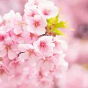 ✿桜みんと✿
