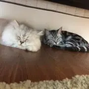 あーちゃん