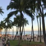 ロケラニブロッサムの画像