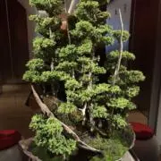 kの画像