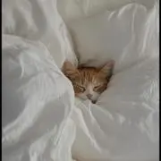 にゃーの画像