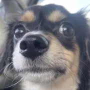 こてつ