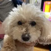 hoppeの画像