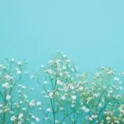 shiroの画像
