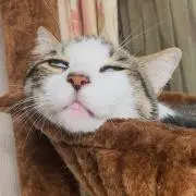 mimiの画像