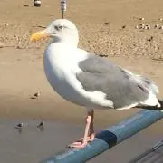 uminekoの画像