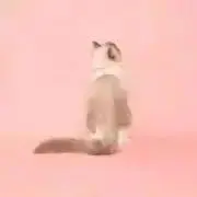 ヨーデル