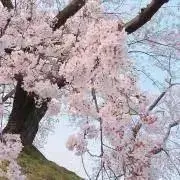 JOの画像