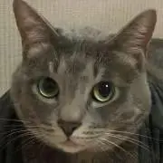 ミミ