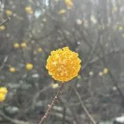 ACCOの画像