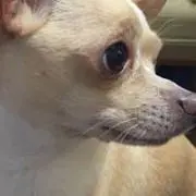 さくのんの画像
