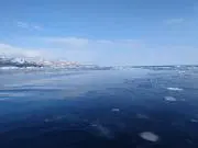 たかの画像
