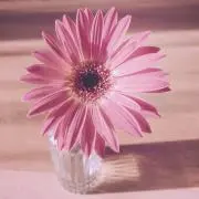 ななの画像