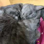 アプリ初心者