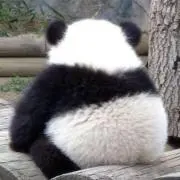 ぱんだの画像