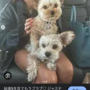 Rの画像