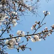 あるぱかまま