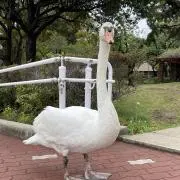 すずの画像