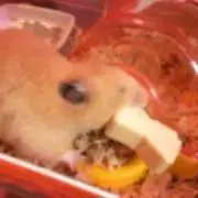 またこ♪の画像