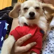 蓮太