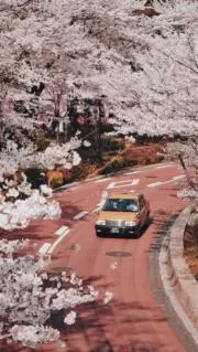 あさぎりの画像