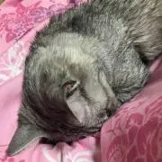 ぎんの画像