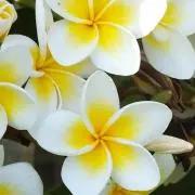 れい【土日は発送遅れる事があります】