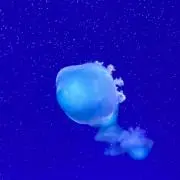 ぬの画像