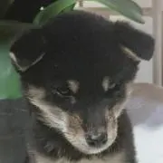 てるてるの画像