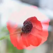 松田の画像