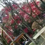 Kanaの画像