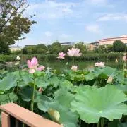 あさの画像