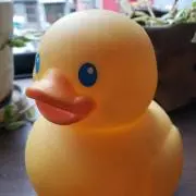 きいろいひよこの画像