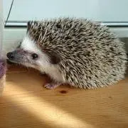 立夏の画像